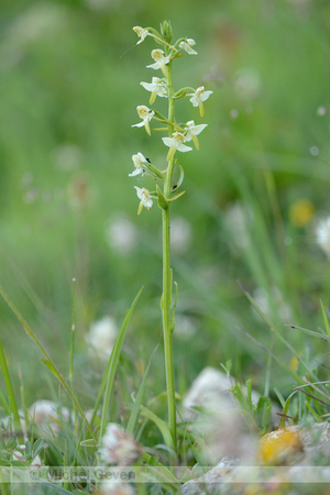 Bergnachtorchis; Greater Butterfly-orchid; Platanthera montana;