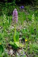 Soldaatje; Orchis militaris; Military Orchid;