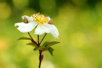 Bosroos - Field Rose - Rosa arvensis