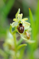 Spinnenorchis - Early Spider-orchid - Ophrys sphegodes