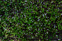 Muurleeuwenbek; Ivy-leaved Toadflax; Cymbalaria muralis;