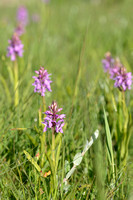 Vleeskleurige orchis; Early Marsh-Orchid; Dactylorhiza incarnata