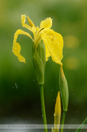 Gele Lis; Yellow Flag; Iris pseudacorus