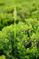 Witte Muggenorchis - Small-white Orchid - Pseudorchis albida