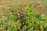 Gewone steenraket; Treacle mustard; Erysimum cheiranthoides;