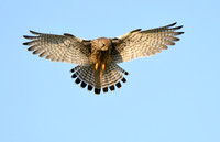 Torenvalk; European Kestrel; Falco tinninculus