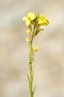 Bolletjesraket - Annual bastard cabbage - Rapistrum rugosum subsp. rugosum