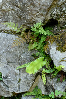 Tongvaren; Hart's tongue fern; Asplenium scolopendrium