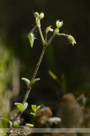 Steenhoornbloem; Dwarf Mouse-ear; Cerastium pumilum;
