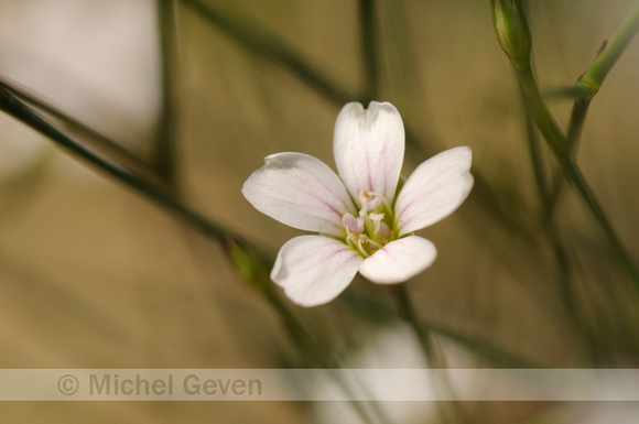 Kleine Mantelanjer; Tunicflower; Petrorhagia saxifraga;