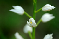 Wit Bosvogeltje - Narrow-Leaved Helleborine -  Cephalanthera damasonium