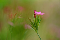 Ruige Anjer; Deptford Pink; Dianthus armeria;