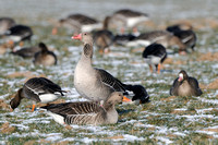 Grauwe Gans; Greylag Goose; Anser anser