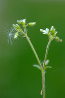 Kluwenhoornbloem; Sticky Mouse-ear; Cerastium glomeratum;