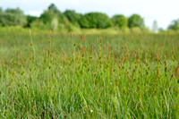 Blauwe Zegge - Carnation sedge - Carex panicea