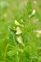 Gele wikke; Yellow-vetch; Vicia lutea