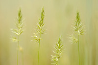 Slofhak; Annual Vernal-grass; Anthoxianthum aristatum