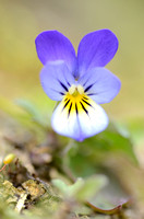 Driekleurig viooltje - Heartease - Viola tricolor