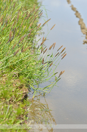 Geknikte Vossenstaart; Marsh Foxtail; Alopecurus geniculatus