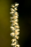 Wimperparelgras; Hairy Melick; Melica ciliata;