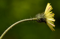 Muizenoor - Mouse-ear Hawkweed - Hieracium pilosella