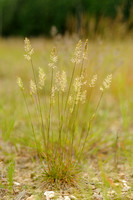 Smal fakkelgras; Crested Hair-grass; Koeleria macrantha