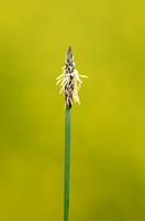Gewone Waterbies - Common Spike-rush - Eleocharis palustris