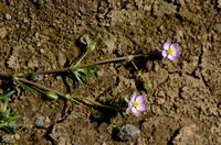 Rode schijnspurrie; Sand Spurrey; Spergularia rubra