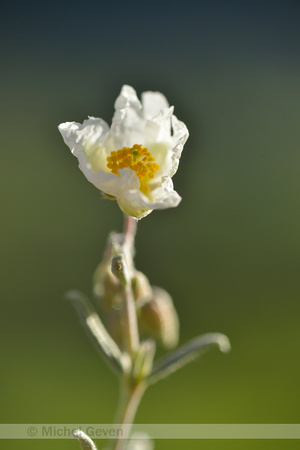 Wit Zonneroosje; White Rock-rose; Helianthemum apennium