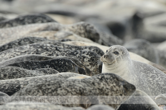 Gewone Zeehond; Harbor Seal; Phoca vitulina