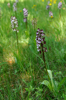 Lady orchid; Purperorchis; Orchis purpurea