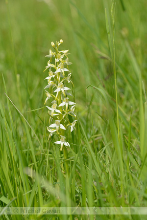 Bergnachtorchis; Greater Butterfly-orchid; Platanthera montana