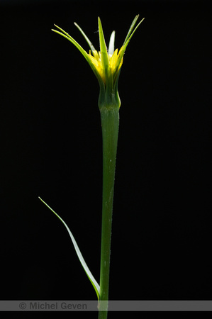 Bleke Morgenster; Yellow Salsify; Tragopogon dubius;