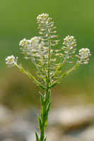 Veldkruidkers; Field Pepperwort; Lepidum campestre;