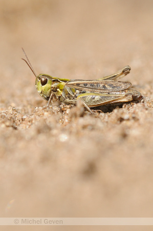 Knopsprietje; Mottled Grasshopper; Myrmeleotettix maculatus;