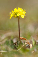 Geel Hongerbloempje - Yellow Whitlowgrass -  Draba aizoides