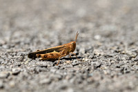 Plompe groenvleugel - Broad Green-winged Grasshopper - Aiolopus strepens