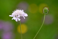 Duifkruid - Pincushion flower - Scabiosa columbaria