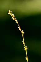 Moeraszoutgras - Marsh Arrowgrass - Triglochin palustris