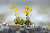Gele Bergsteenbreek - Yellow Saxifrage - Saxifraga aizoides