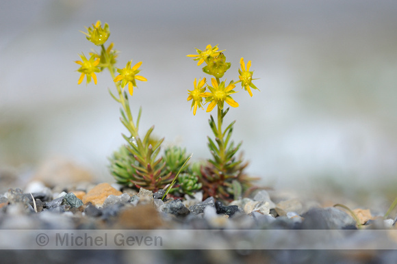 Gele Bergsteenbreek; Yellow Saxifrage; Saxifraga aizoides