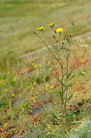 Echt Bitterkruid; Oxtongue hawkweed; Picris hieracioides;
