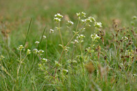 Kluwenhoornbloem; Sticky Mouse-ear; Cerastium glomeratum