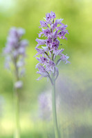soldaatje;military orchid;orchis militaire