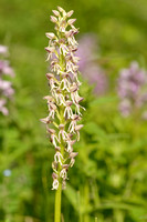 Poppenorchis x Soldaatje; Orchis x spuria