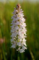 Gevlekte Orchis; Heath Spotted-orchid; Dactylorhiza maculata subsp. maculata