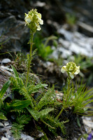 Long-beaked Yellow-lousewort; Pedicularis tuberosa