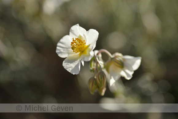 Wit Zonneroosje; White Rock-rose; Helianthemum apennium