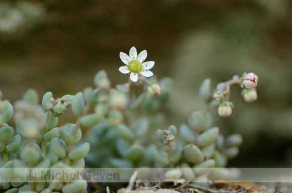 Dik Vetkruid; Corsican Stonecrop; Sedum dasyphyllum
