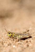 Knopsprietje - Mottled Grasshopper - Myrmeleotettix maculatus